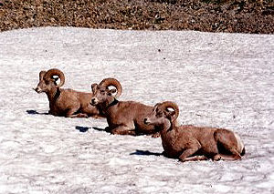 Bighorn